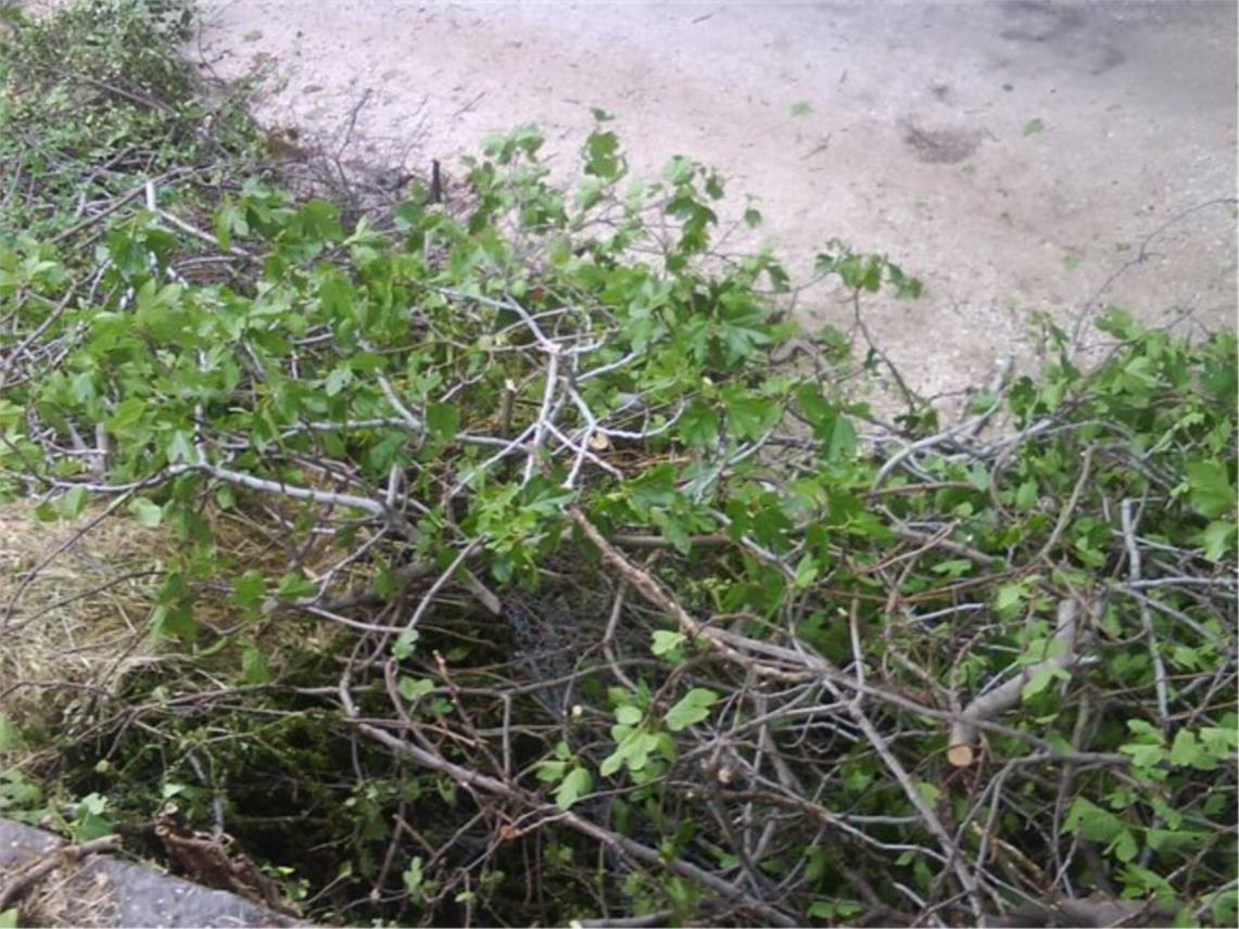 Posjecena stabla