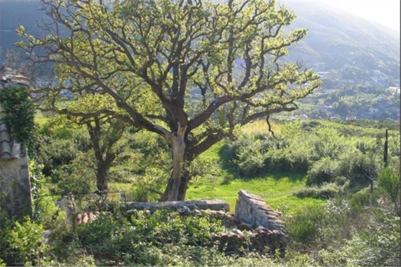 Čajkovica