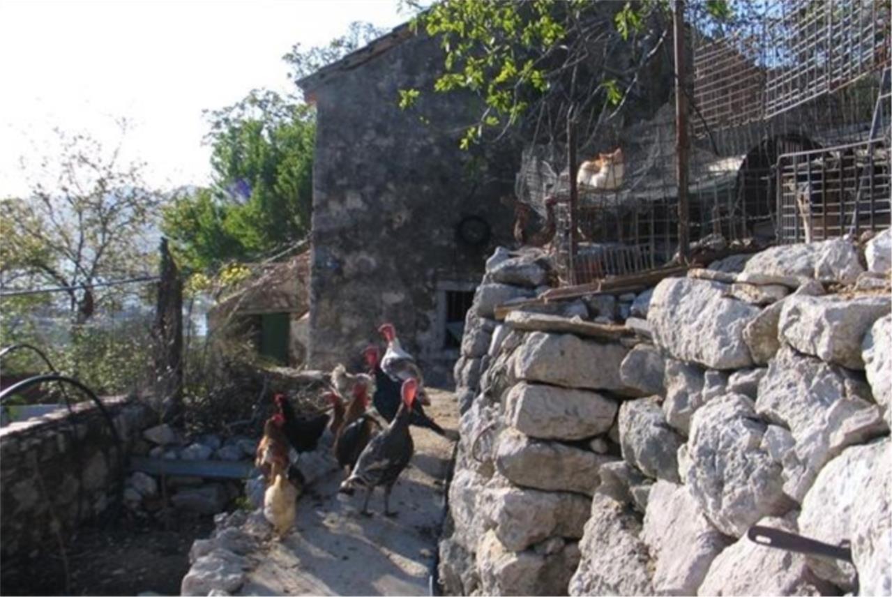 Čajkovica