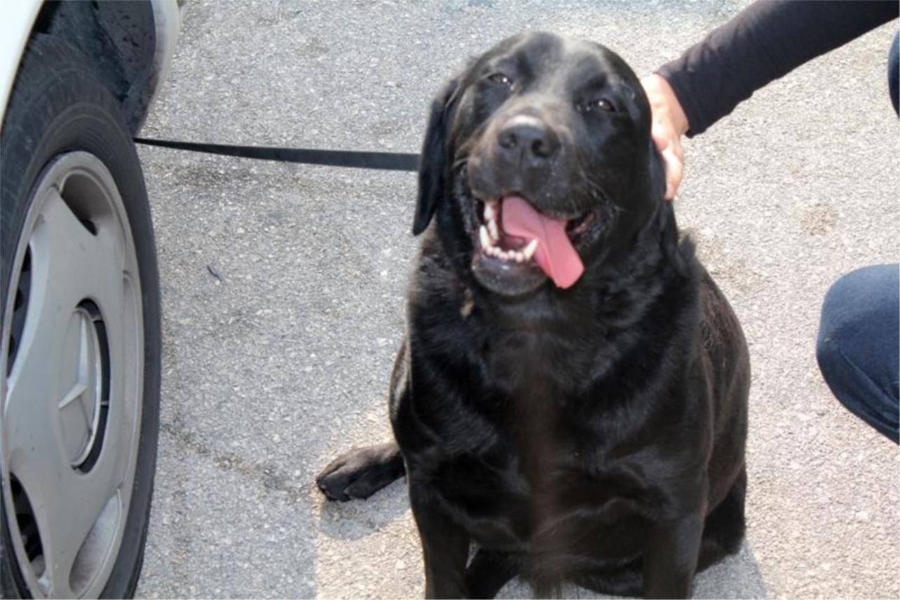 Labrador ispred Tommya 0