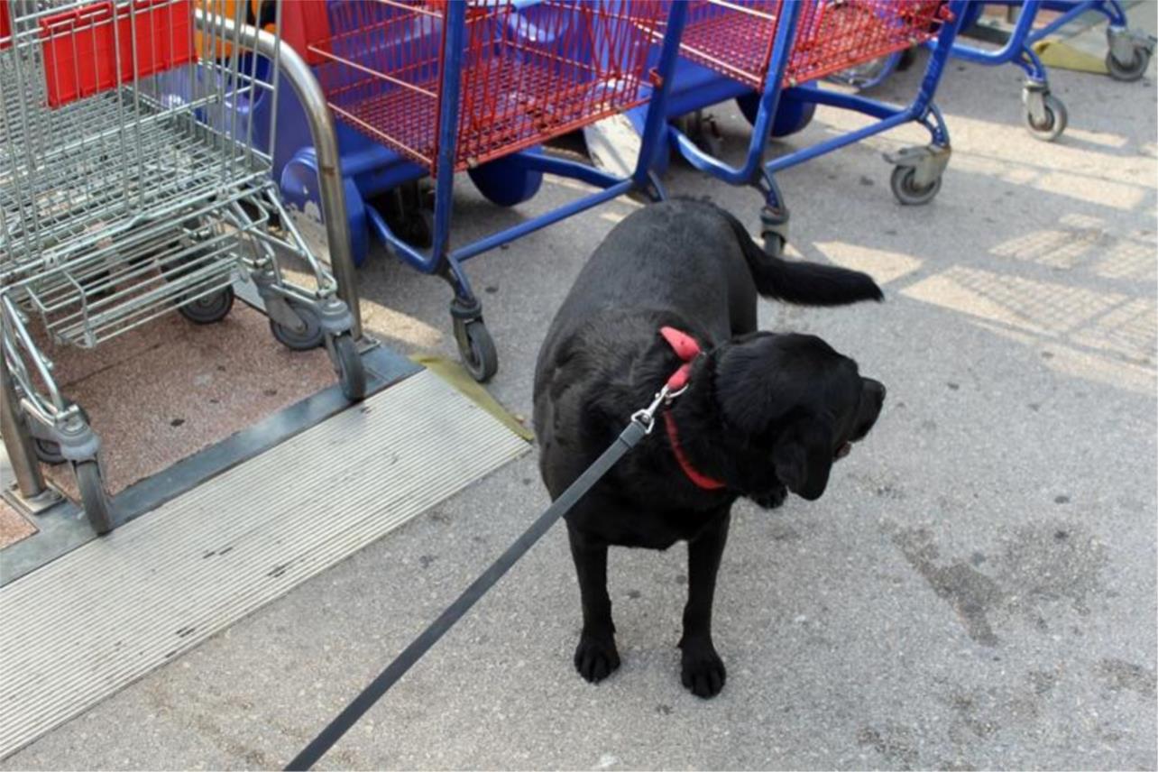 Labrador ispred Tommya 0