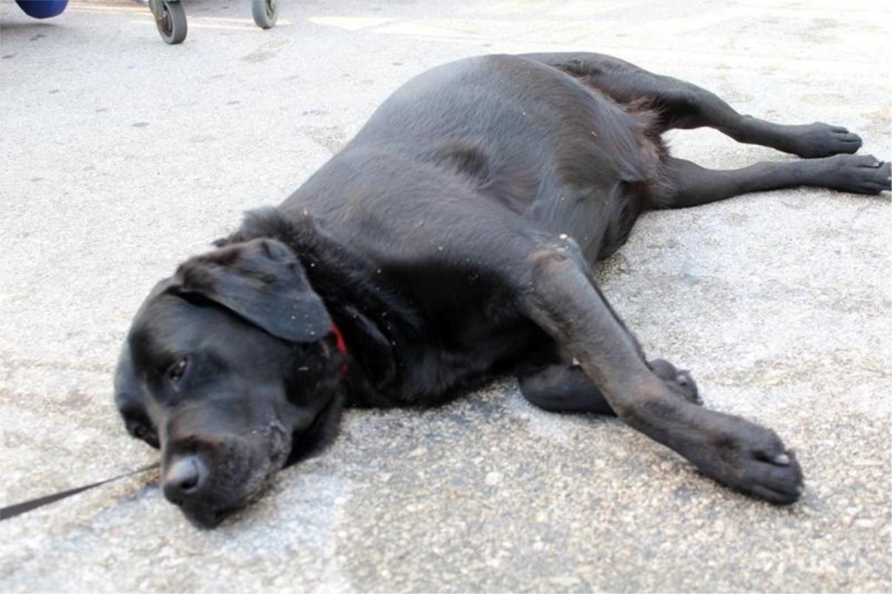 Labrador ispred Tommya 0