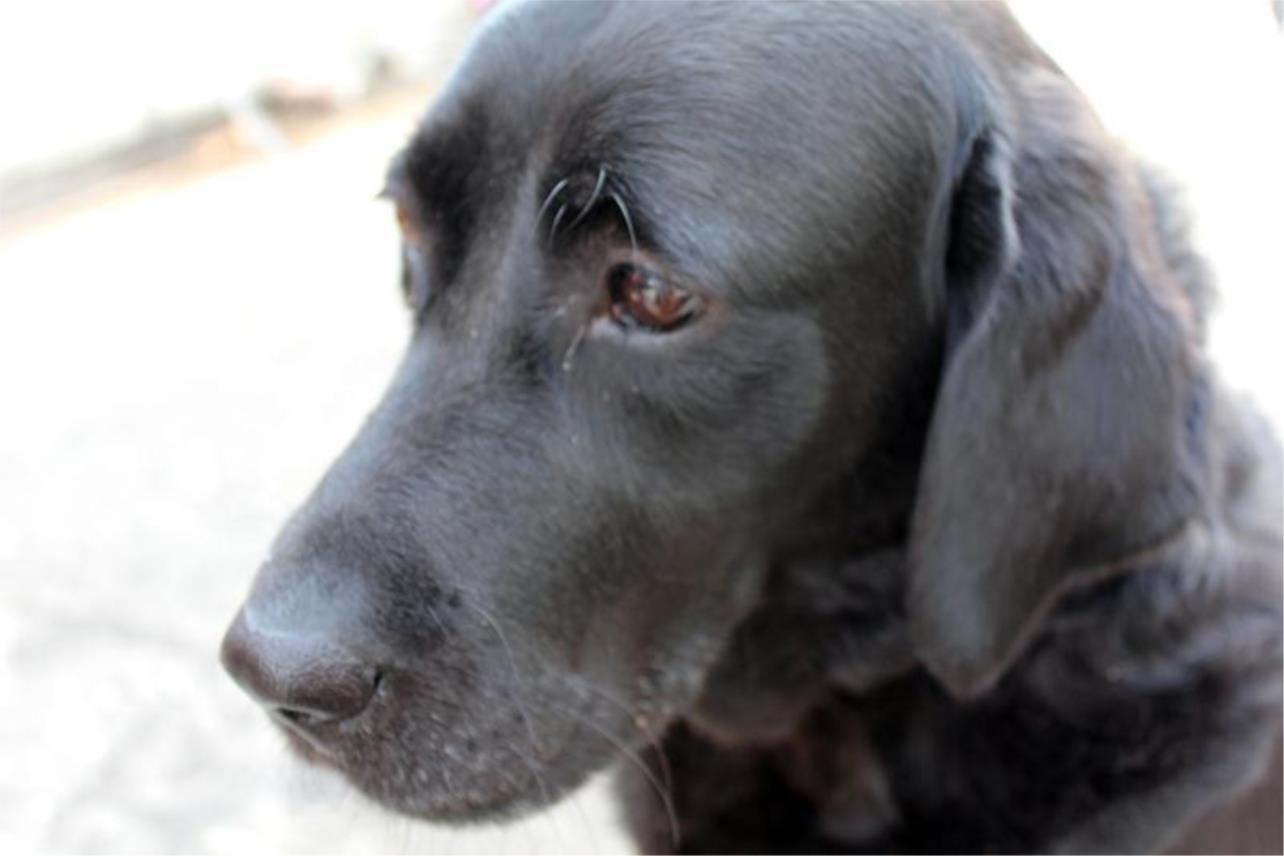 Labrador ispred Tommya 0