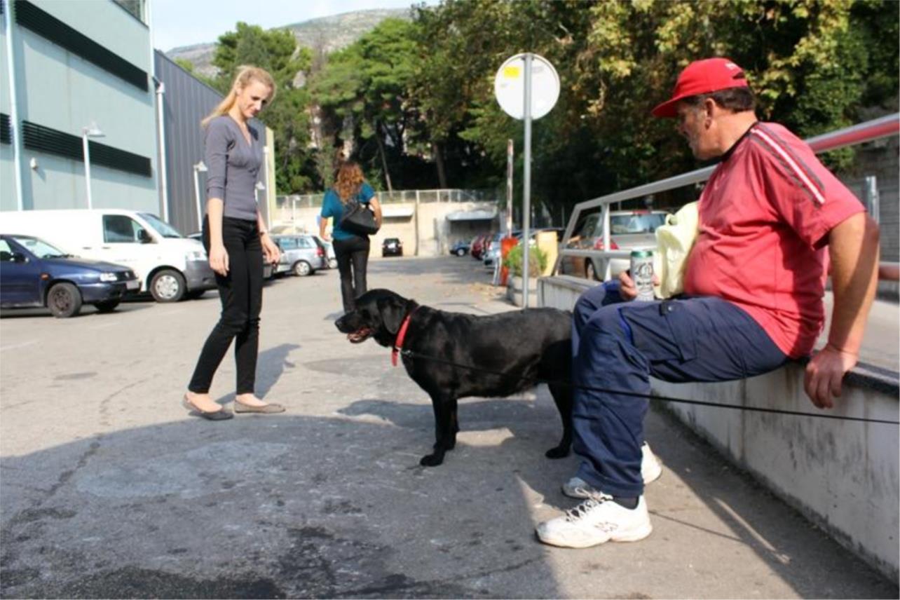 Labrador ispred Tommya 0