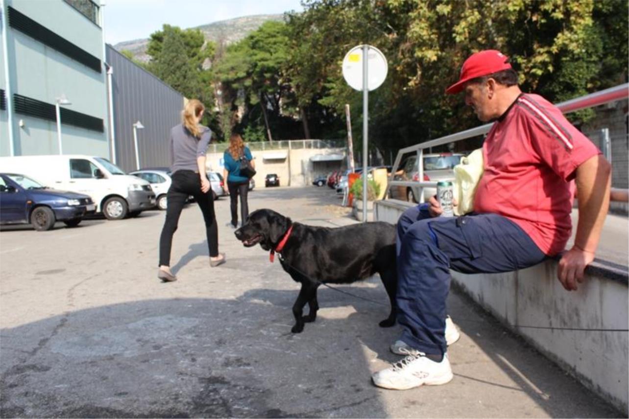 Labrador ispred Tommya 0