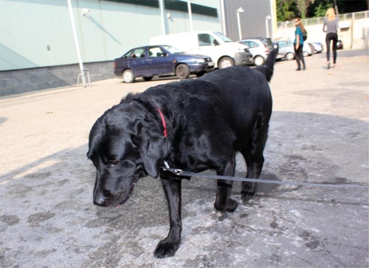 Labrador ispred Tommya 0