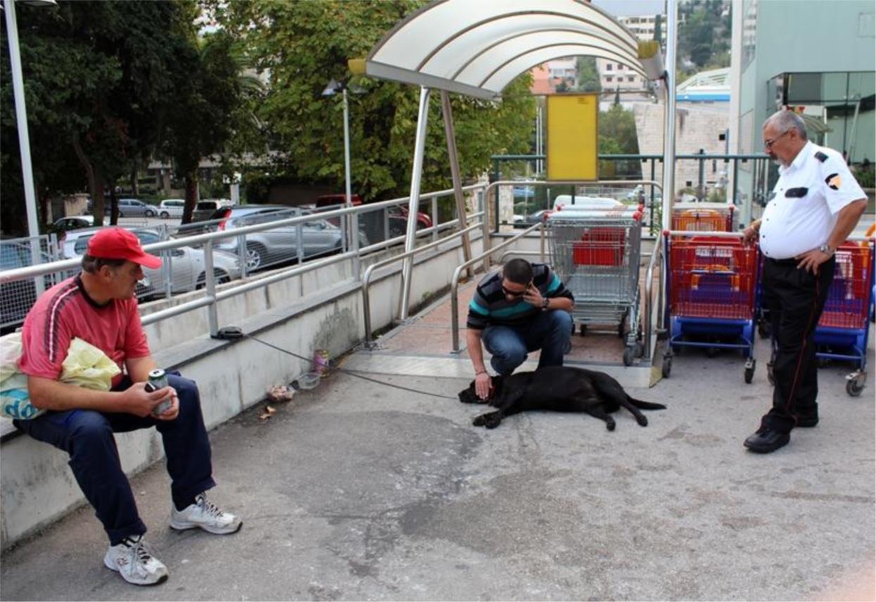 Labrador ispred Tommya 0