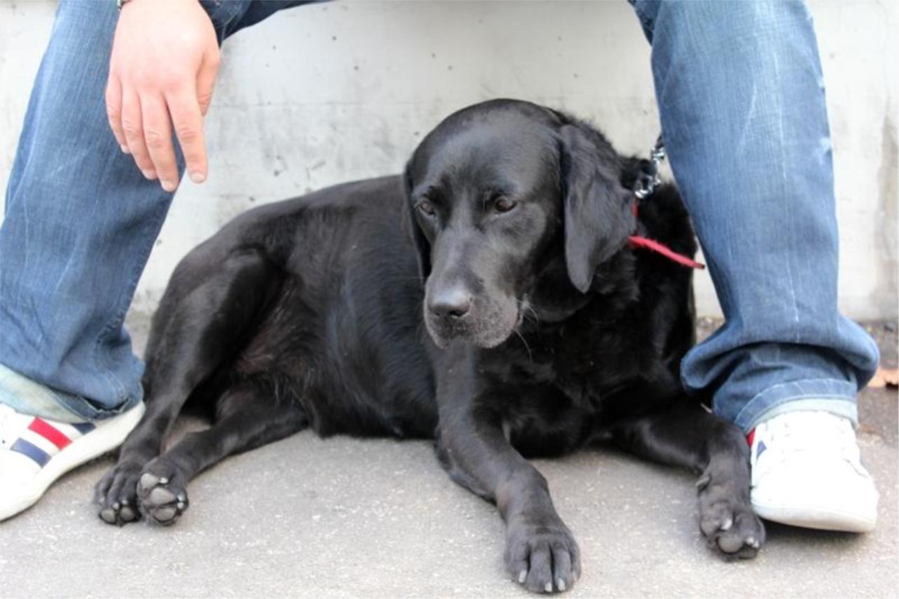 Labrador ispred Tommya 0