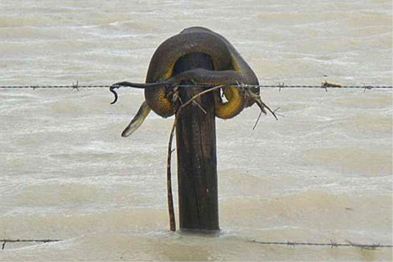 australia_flood_6.jpg