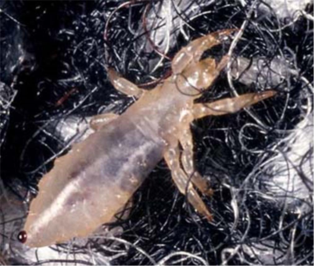 LOUSE_u_velika_.jpg
