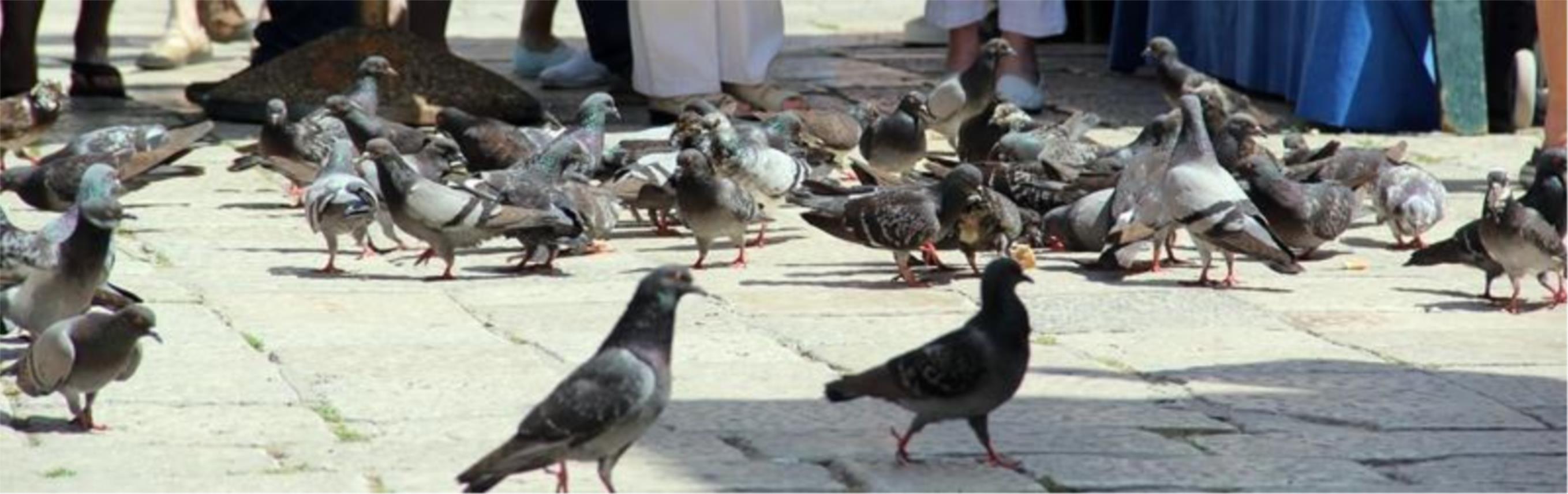 Dubrovnik turisti 0