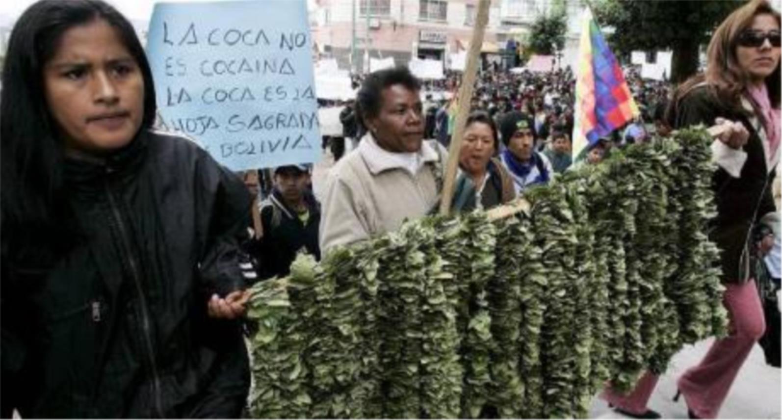 droga_koka_lisce_01u_937502226.jpg
