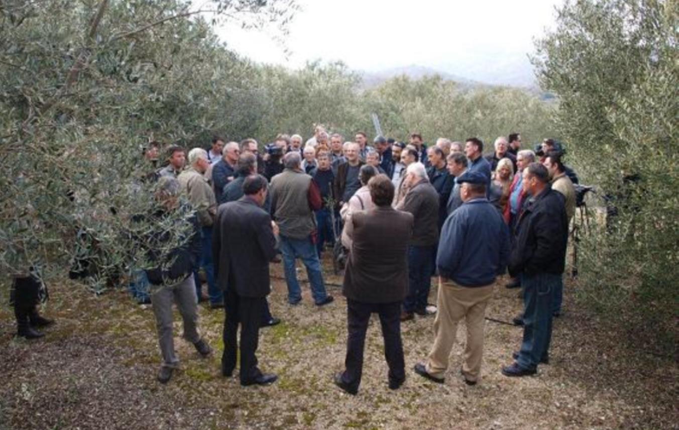 Maslinari