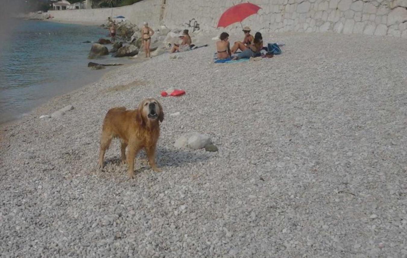 Retriver 
