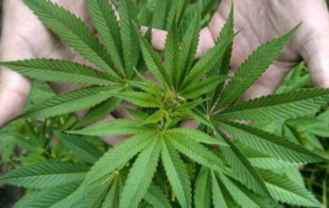 Marihuana
