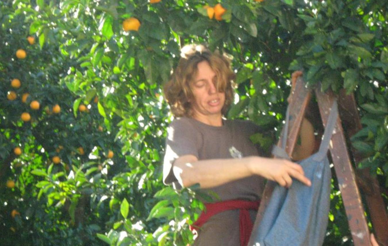 Bonsai narance