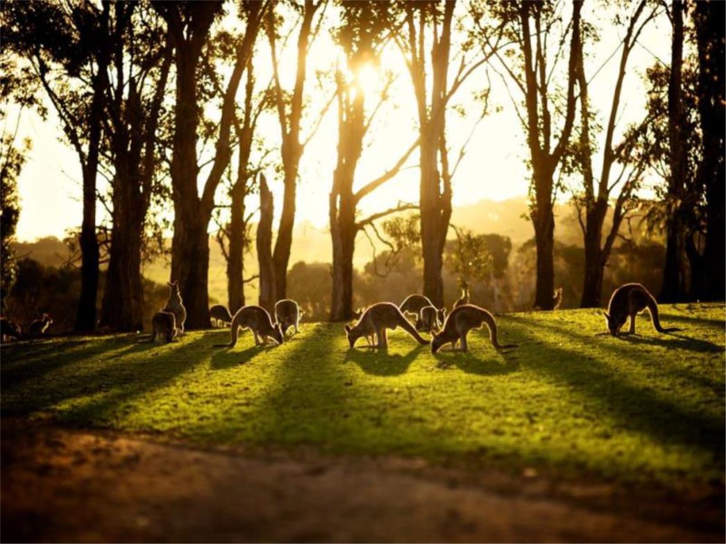 FOTOGRAFIJA DANA: Klokani u Australiji 