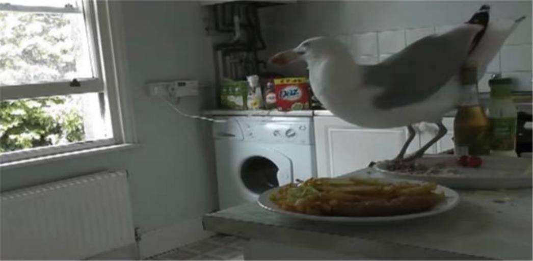 VIDEO DANA: Kada ti pohlepni galeb upropasti šalu...