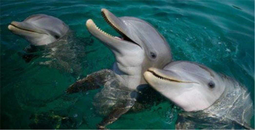 Ekolozi zabrinuti za dupine koji obitavaju u fontani u Parku Gradac: Ostali su samo Maro i Barica!