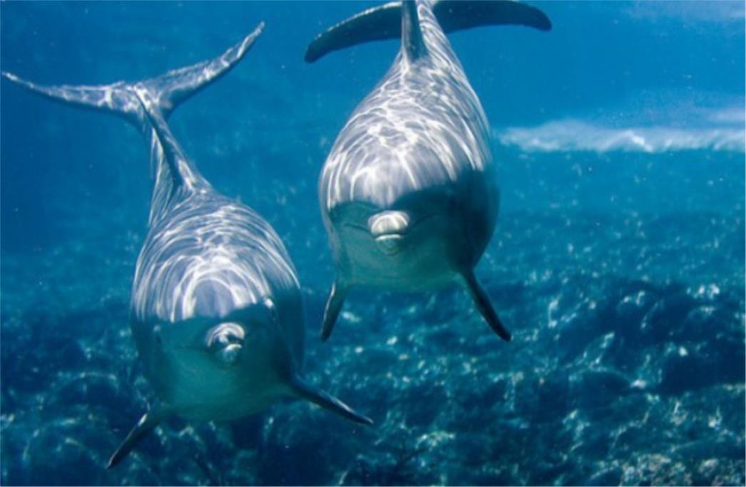 Počela vojna vježba u Dubrovniku, gostuje šest američkih dupina, Crnogorci i Slovenci