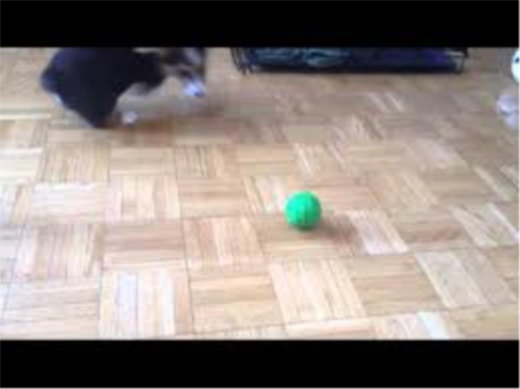 VIDEO DANA: Korgi protiv loptice
