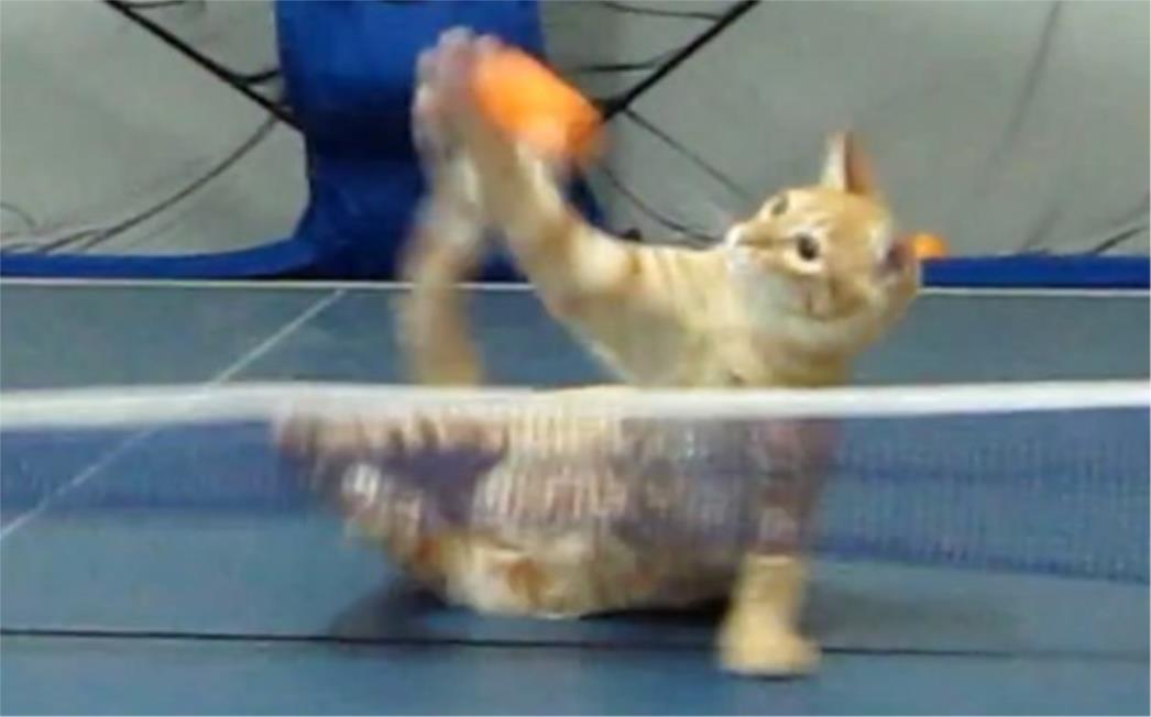 VIDEO DANA: Ping pong kraljica