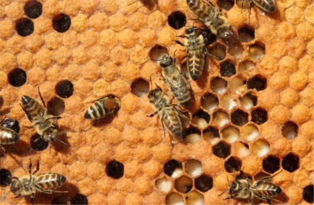 Ubrizgajte u svoj organizam ovu čarobnu i prirodnu injekciju protiv gripe 