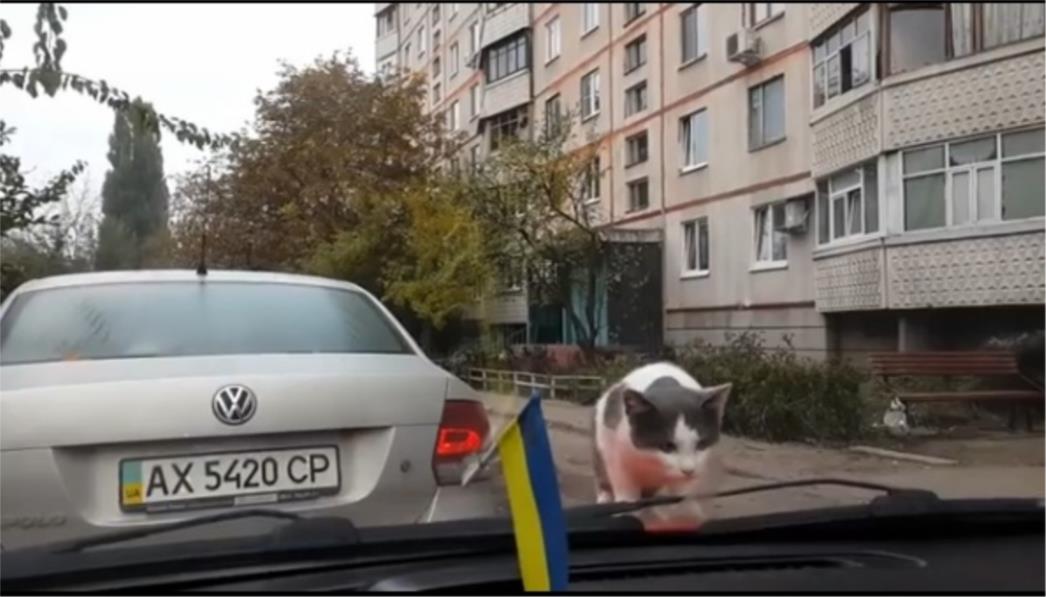VIDEO DANA: Mačka protiv brisača 