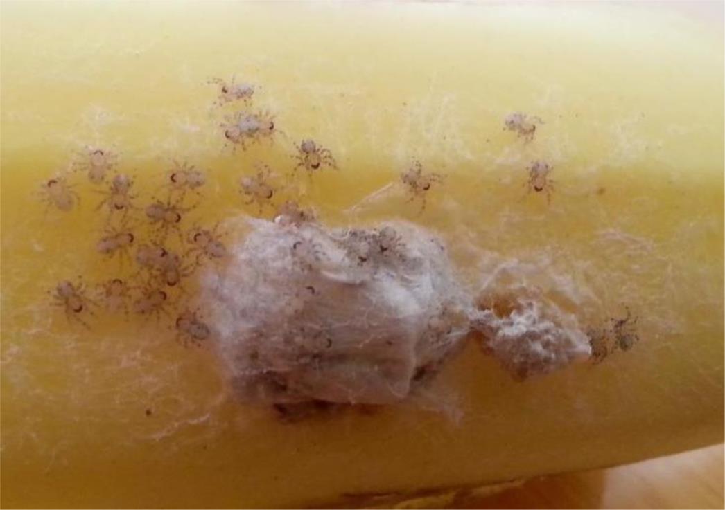 JEZIVO: Jela bananu iz koje su počeli izlaziti smrtonosni pauci!