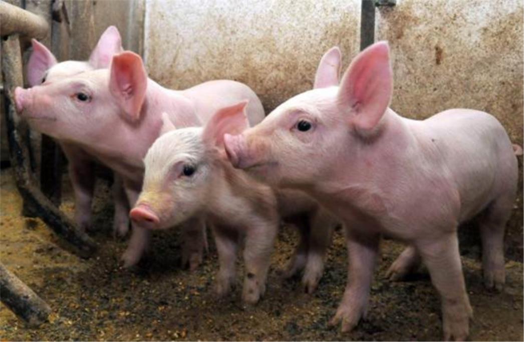 Na stvarno podmukli način GMO dolazi na vaše tanjure