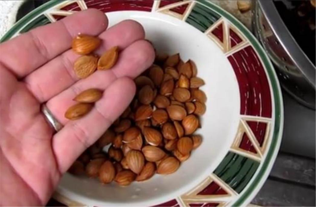 Čudotvorno: U plemenu Hunza uz vitamin B17 žive preko 100 godina i ne obolijevaju od raka!