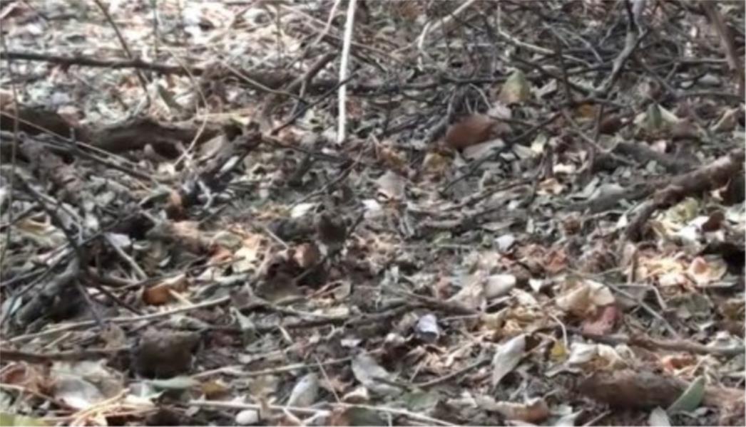 FOTO TEST: Jeste li među rijetkima koji na ovoj slici vide pticu!?
