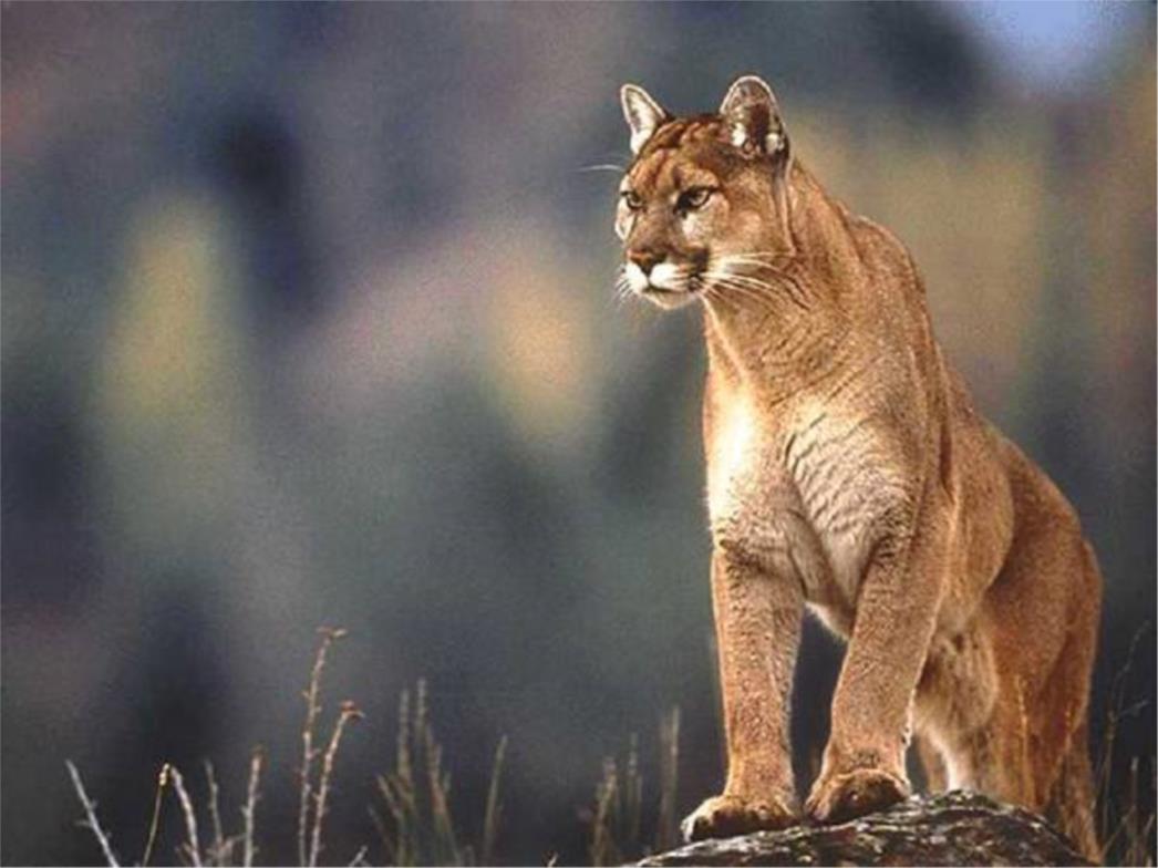 Puma i službeno istrijebljena na istoku SAD-a
