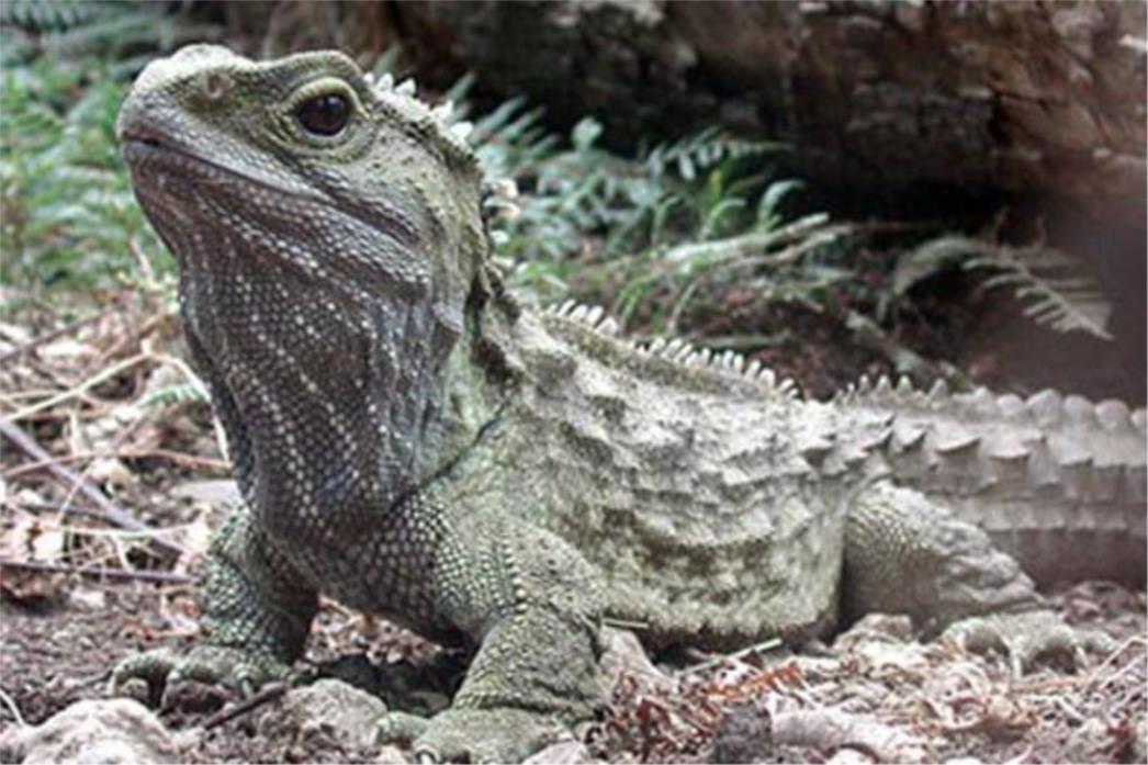 Otkriven živi dinosaur na Novom Zelandu
