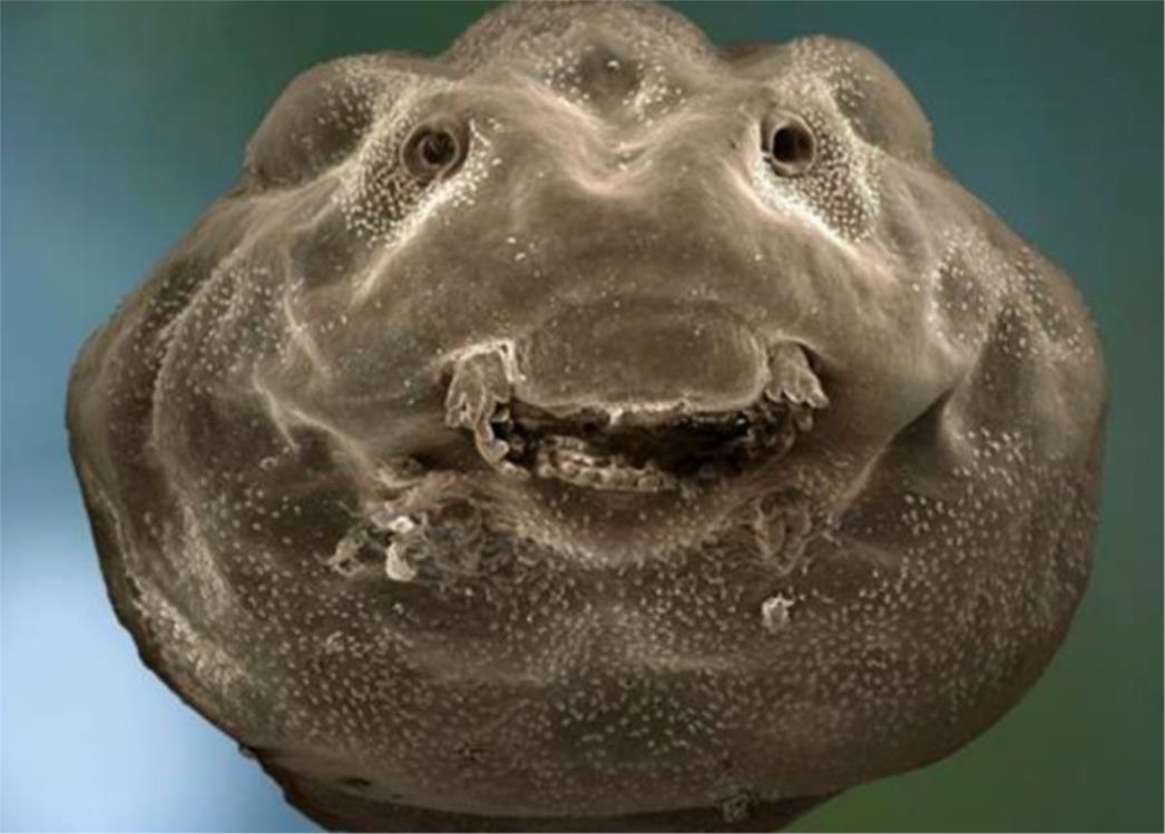 Pogledajte kako to izgleda kad pozira -  punoglavac