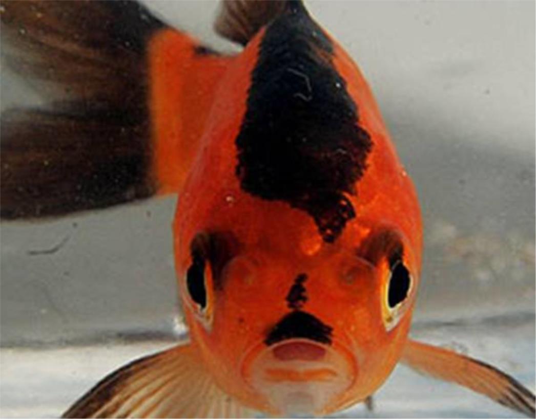 Fish Heil- Upoznajte Adolfa, zlatnu ribicu
