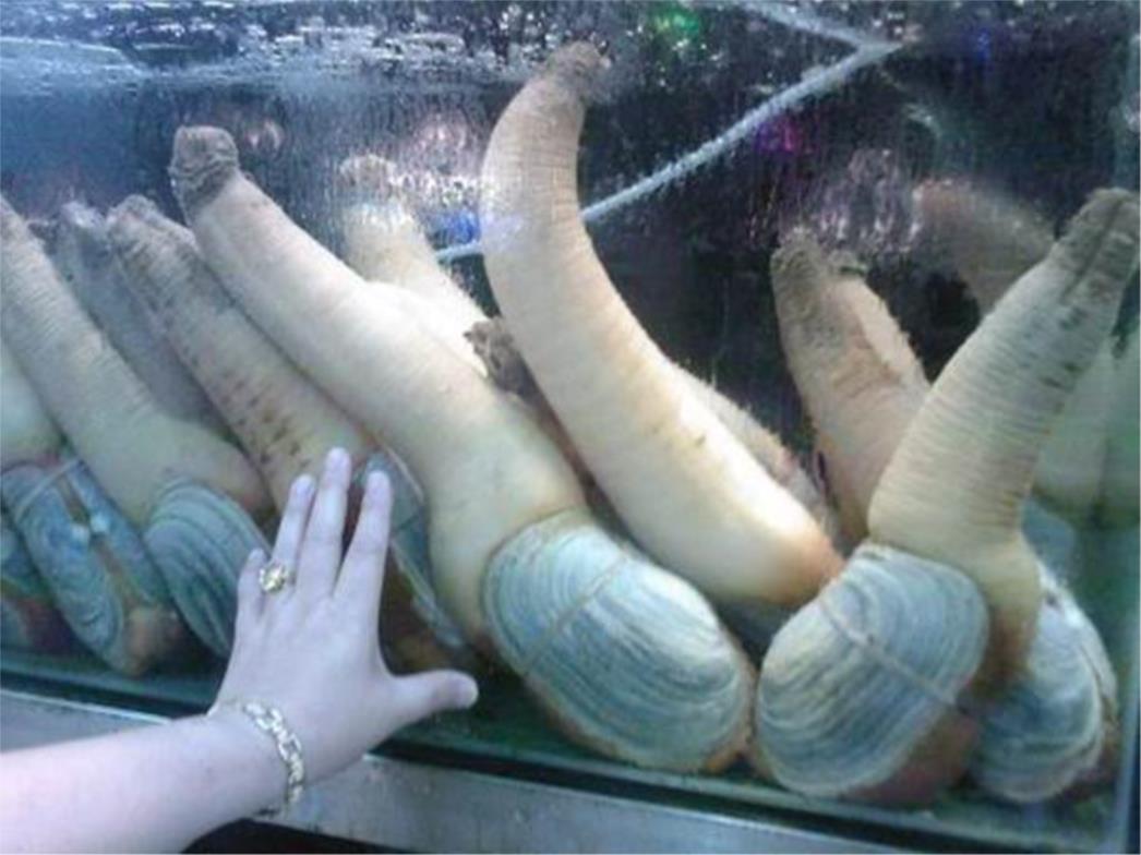 Biste li probali sluzavi američki specijalitet - geoduck?