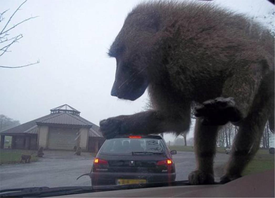  'King Kong bijes iskalio na automobilu'