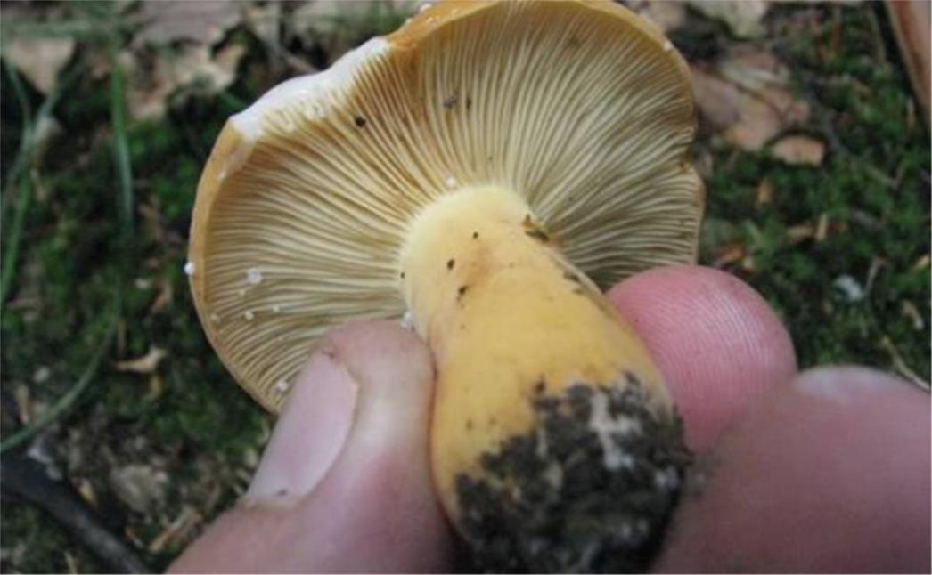 Mlijeko, gljive i bobičasto voće zaraženi i nakon 25 godina Černobila