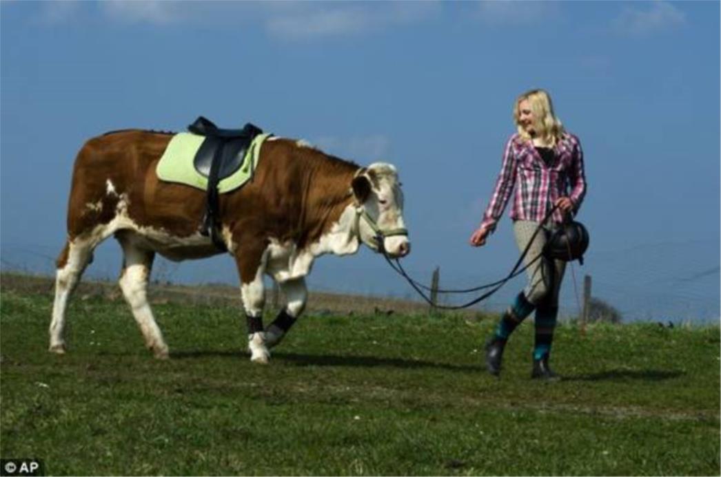FOTO Djevojka umjesto konja jaše kravu