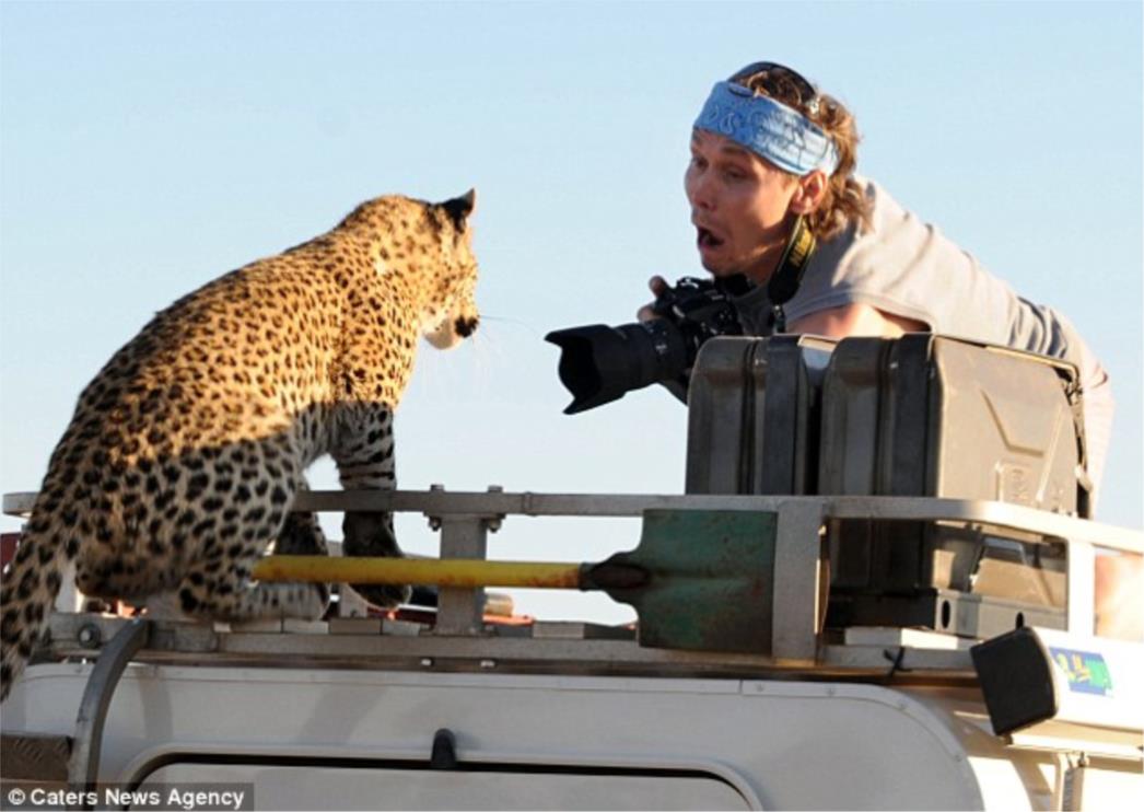 FOTO Što biste učinili da se nađete oči u oči sa leopardom?