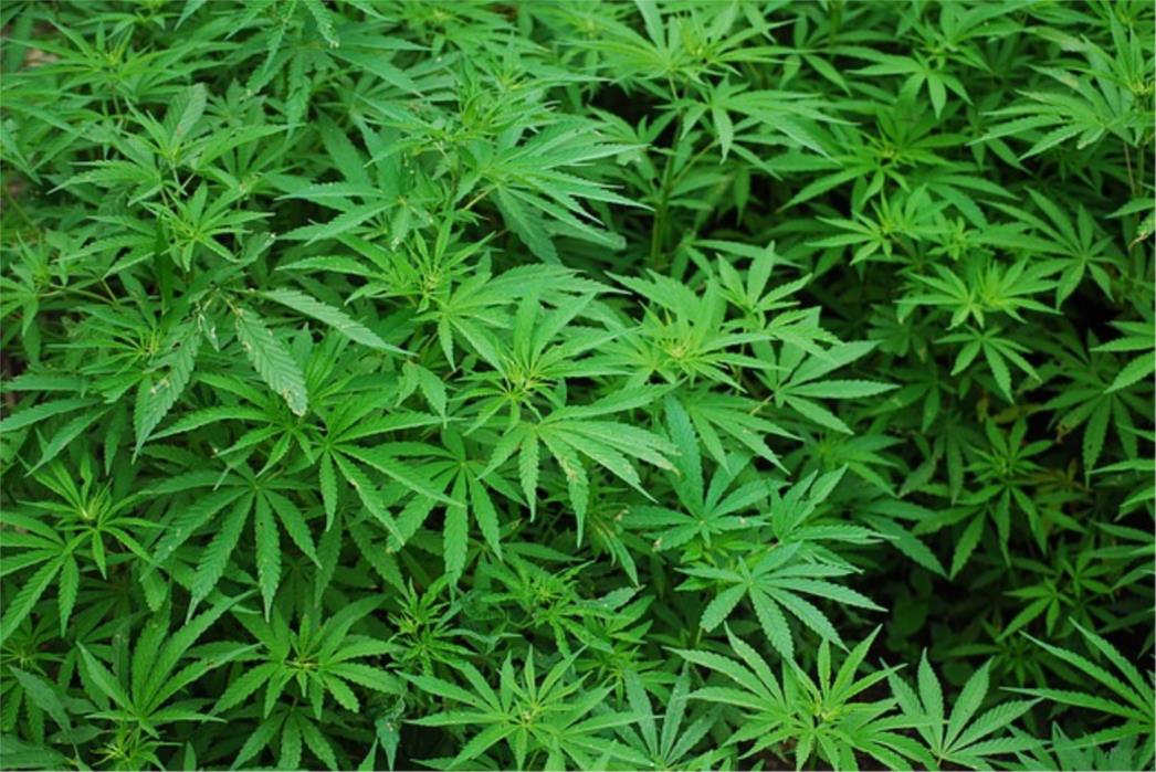 NETKO SE ZAIGRAO U cvjetnjaku ispred parlamenta niknula marihuana