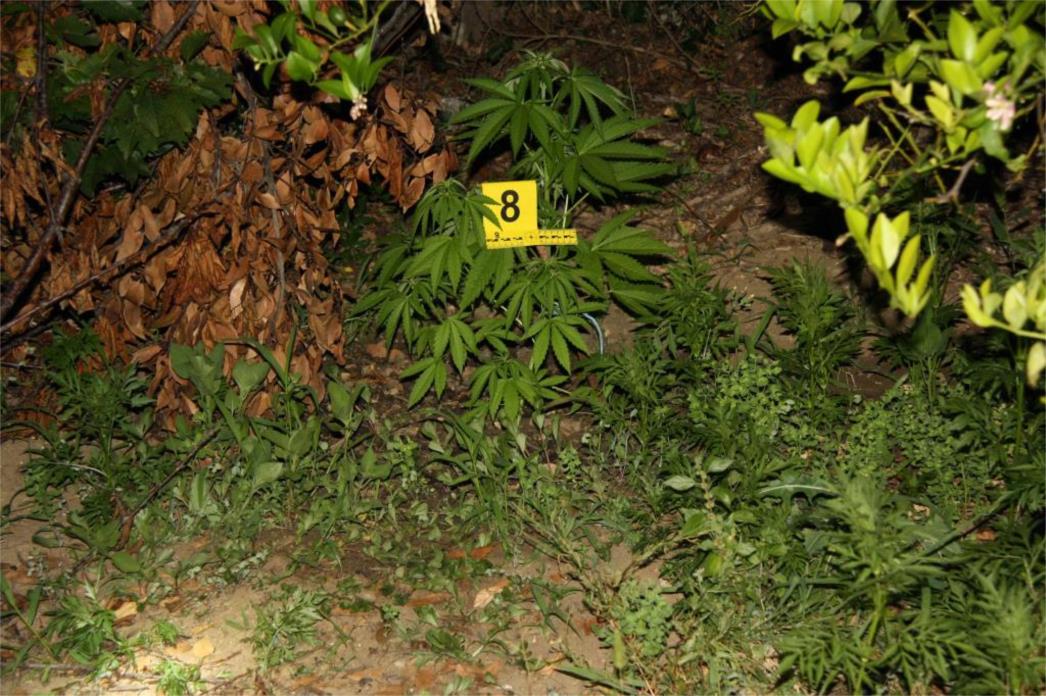 MARIHUANA, HAŠIŠ, MDMA, KOKAIN, ECSTASY... U proteklom tjednu, u našoj županiji, ukupno 17 osoba zatečeno u posjedu više vrsta droge (FOTO)