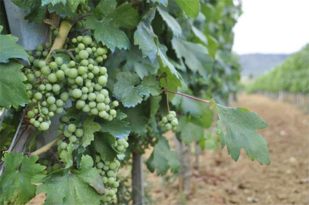 SVIJETU PRIJETI NESTAŠICA VINA! Potražnja velika, proizvodnja sve manja 