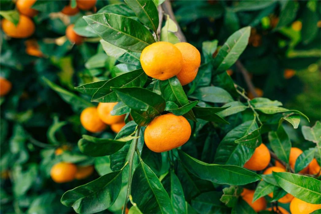 Početak berbe mandarina 2025. godine!