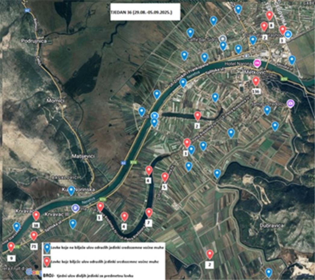 Obavijest o ulovima sredozemne voćne muhe na području doline rijeke Neretve