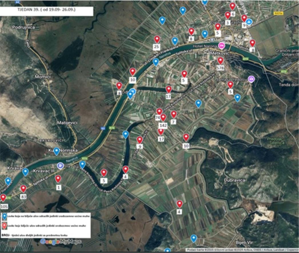 Obavijest o ulovima sredozemne voćne muhe na području doline rijeke Neretve