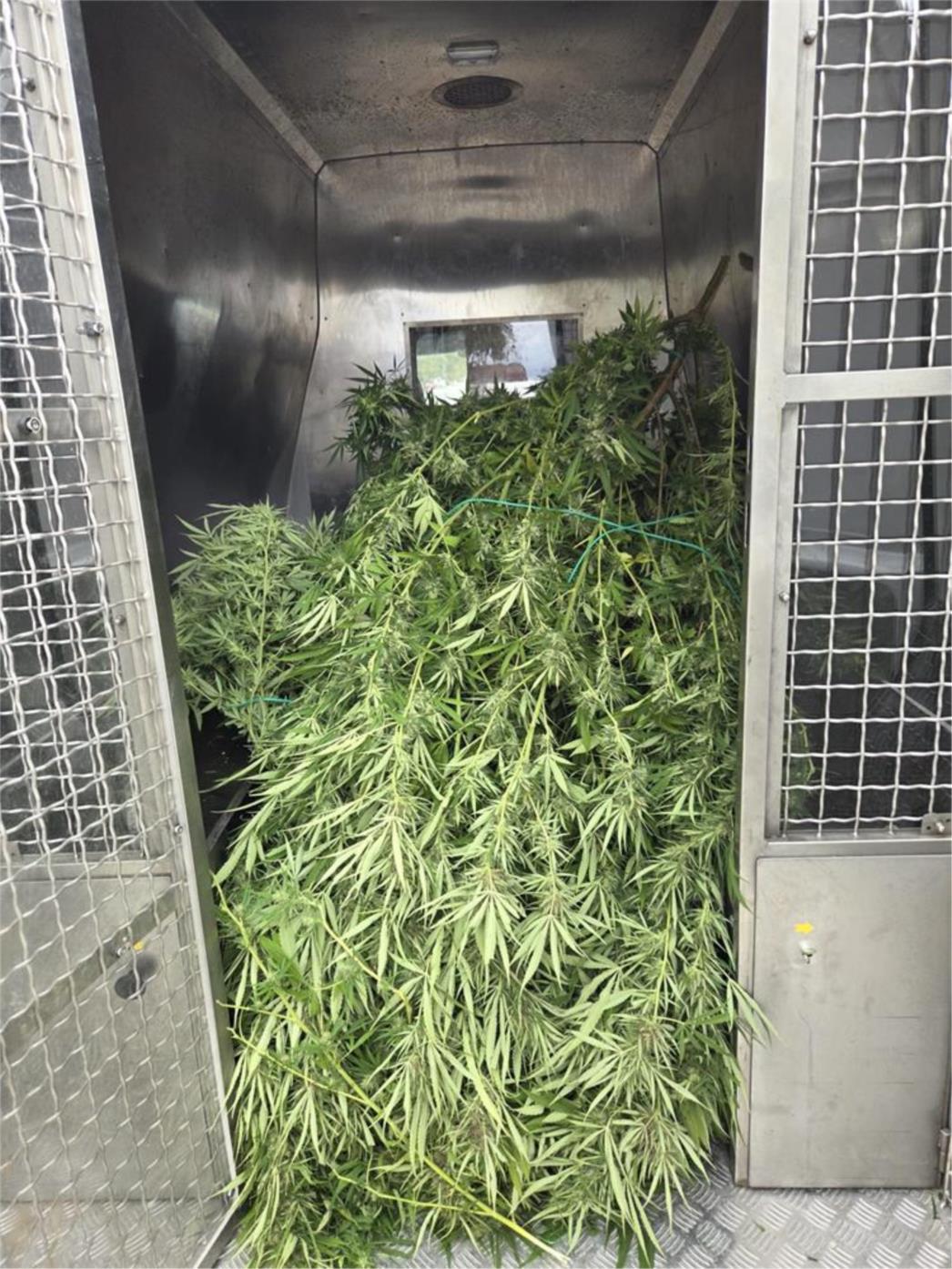 Metkovska policija otkrila marihuanu kod 73-godišnjaka