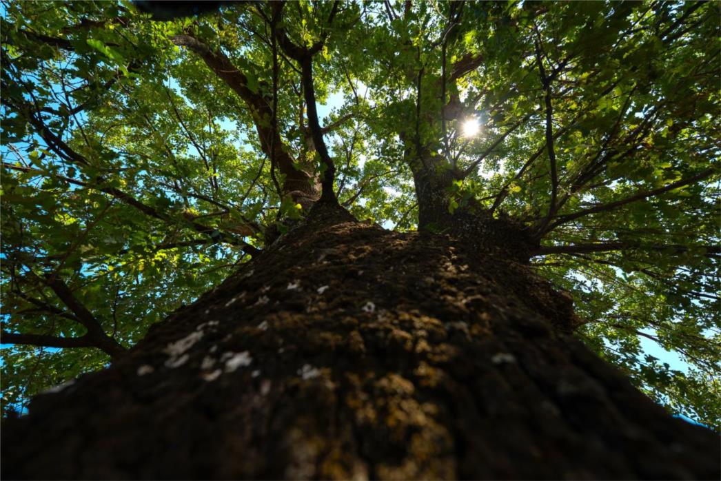 Kostrenski hrast proglašen pobjednikom natjecanja Hrvatsko stablo 2025.