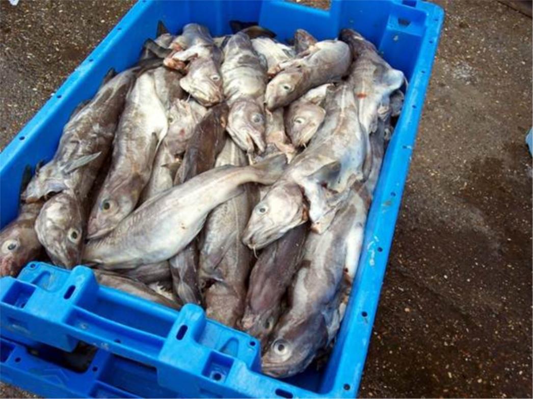  Bježali policiji s 40 kilograma ribe